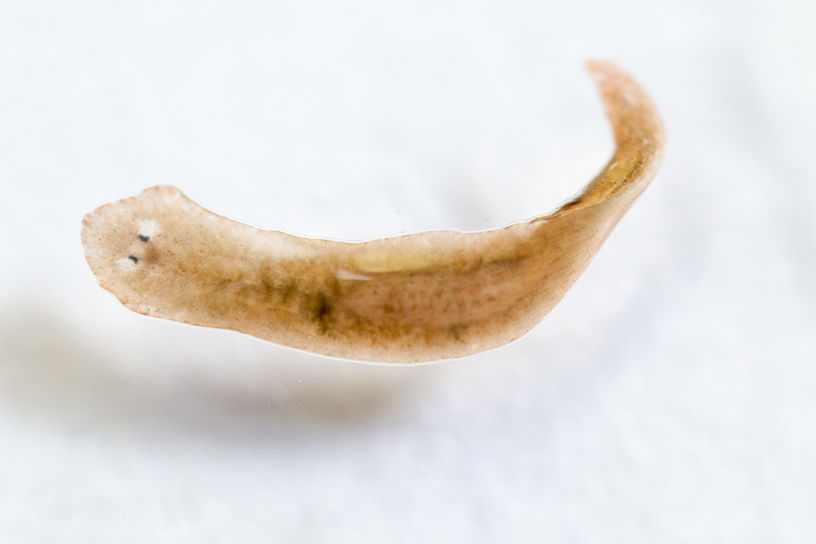 planaria under microscope labeled