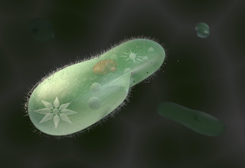 paramecium microscope 10x