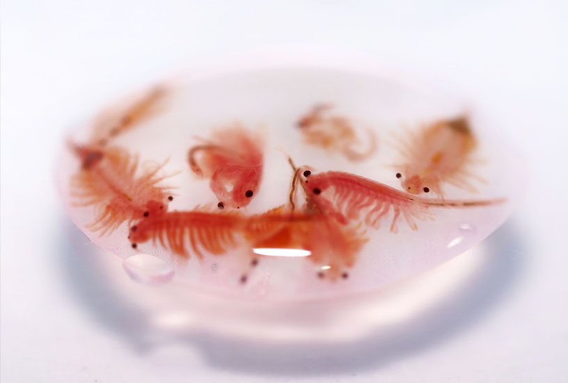 Natural Selection in Brine Shrimp