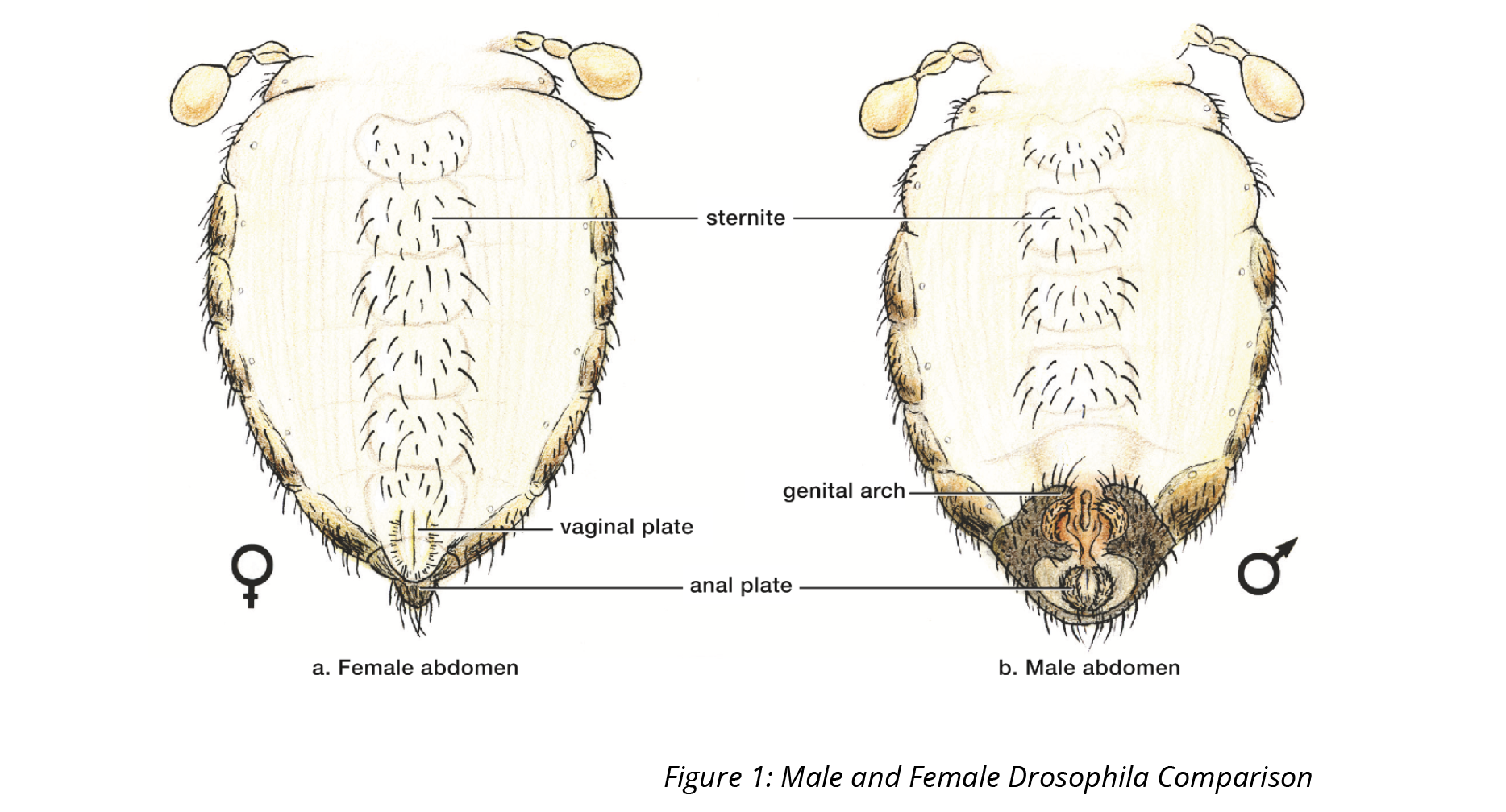 bio-p-ev-y11-12-2-img2s.png