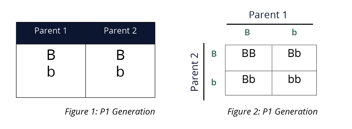 punnett square ptc