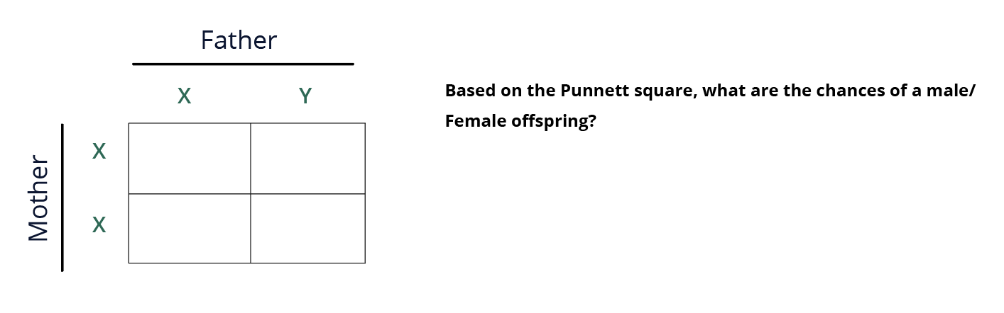 punnett square ptc