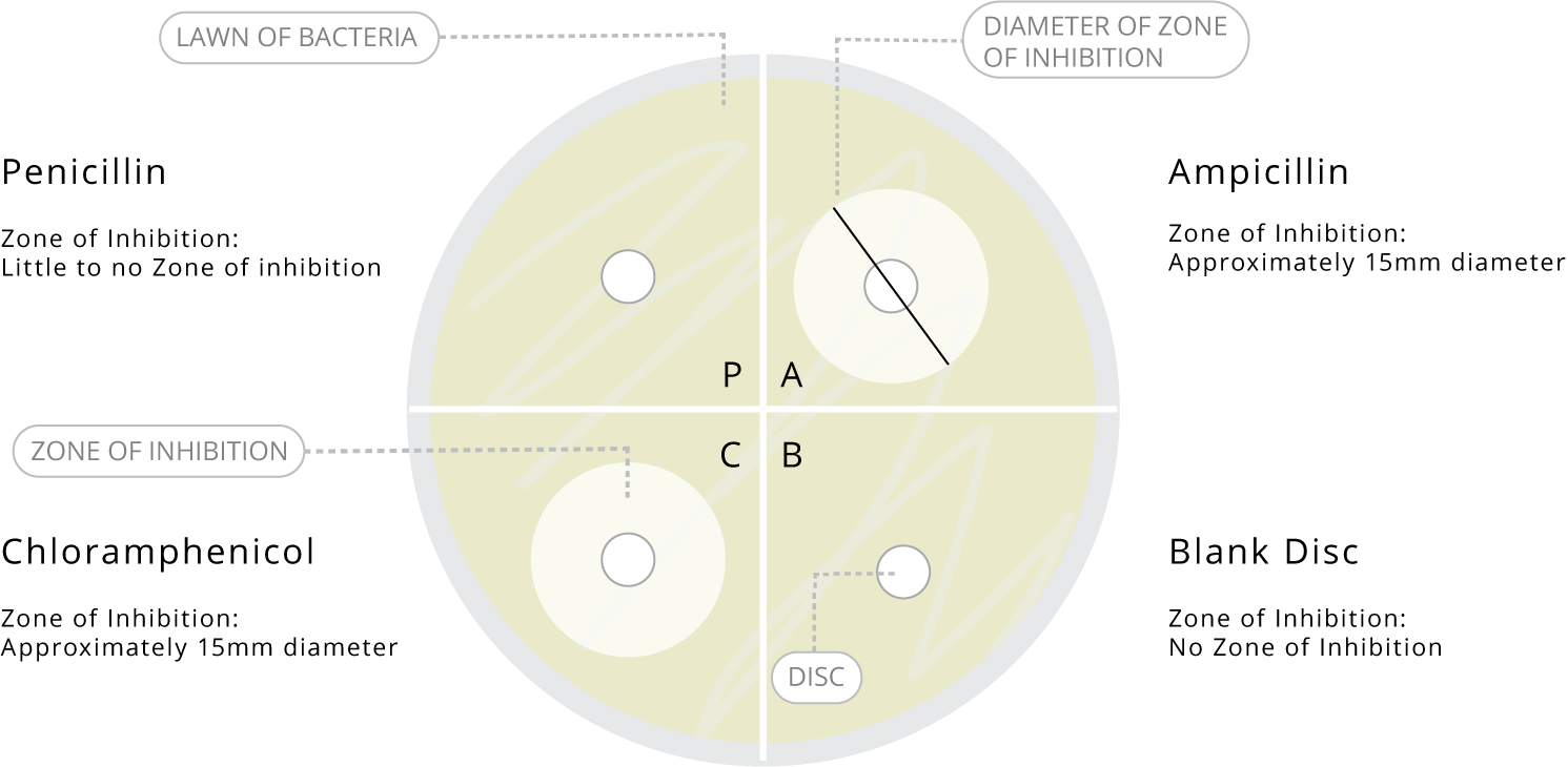 bio-p-mb-y11-12-1-img2s.png