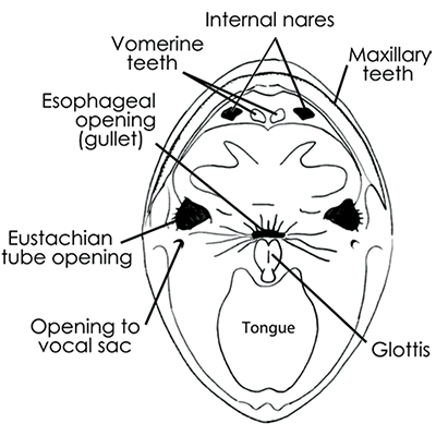 anatomy of frog dissection labeled