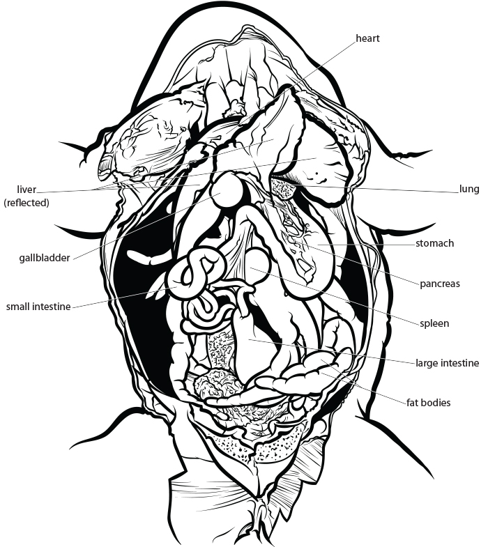 frog mouth dissection lab