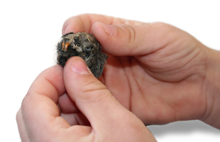 Examining Owl Pellets