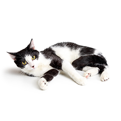 cat-genetics.jpg