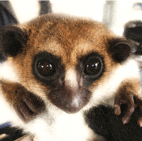 lemur-pic.png