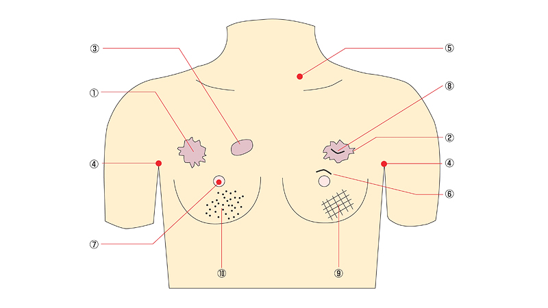 Female Breast Model Lactend From PVC Chest Model for And : :  Health & Personal Care