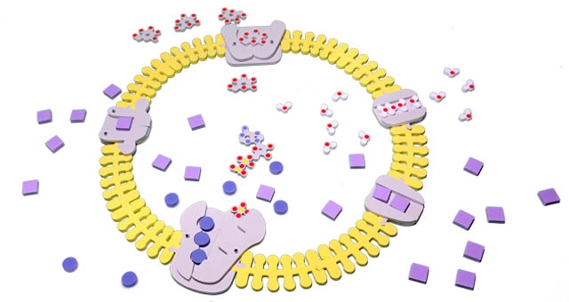 phospholipid.jpg