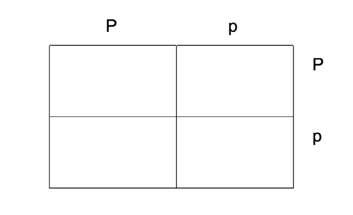 punnet-square.png