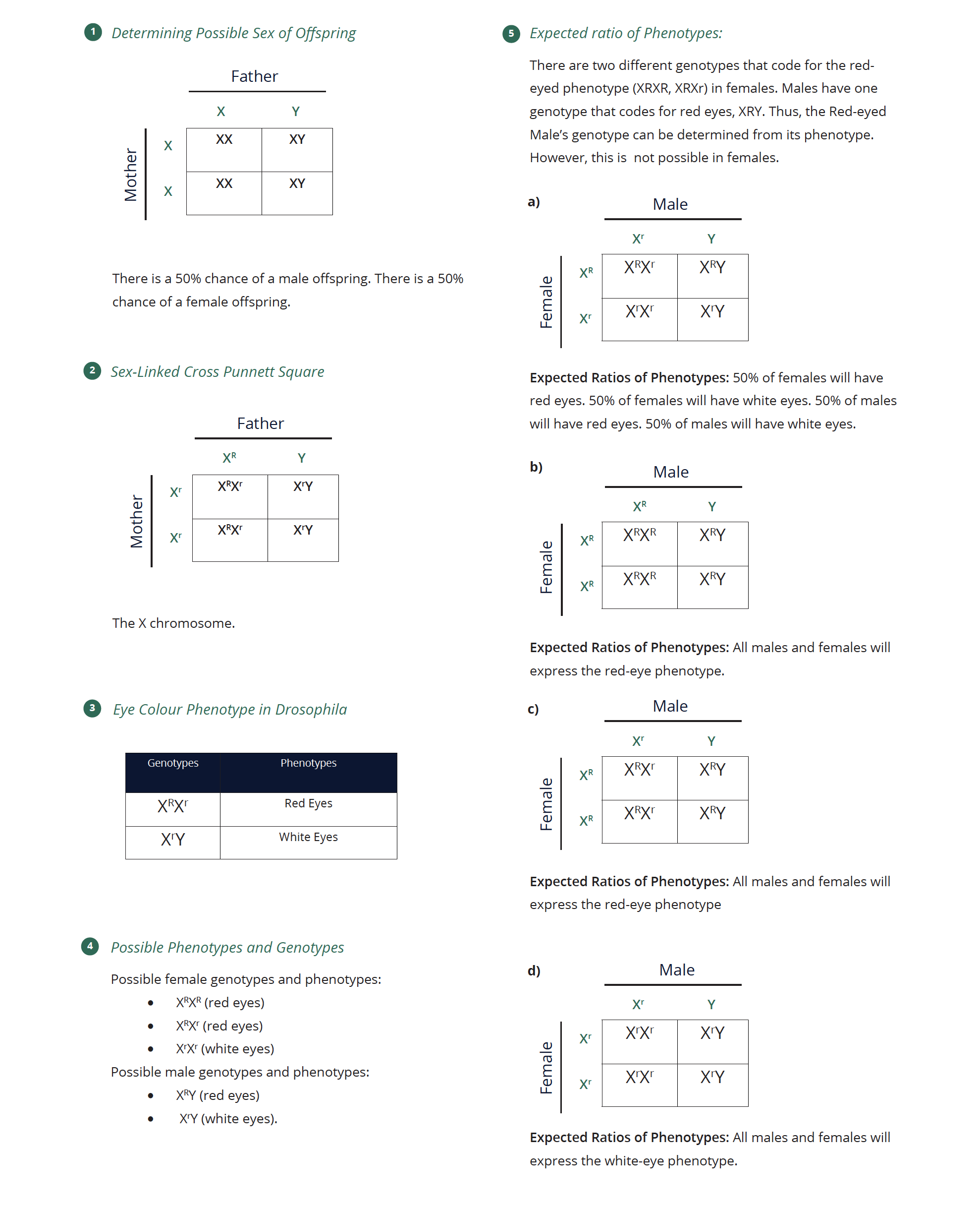 punnett square ptc