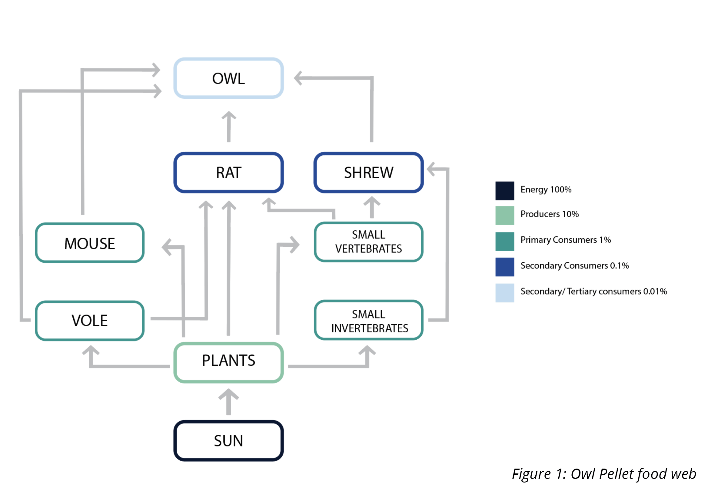 barn owl food web