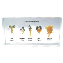 Comparative Brains, embedded