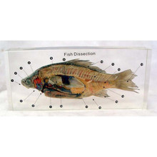 Dissected Fish with Key, embedded