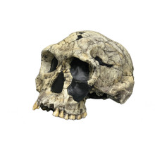 Homo habilis skull, KNM-ER 1813