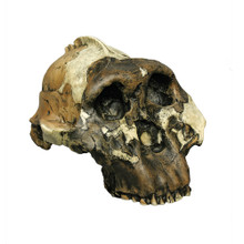 Australopithecus boisei, OH 5, 'Nutcracker Man'