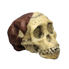 Australopithecus africanus, 'Taung Child'
