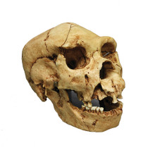 Homo heidelbergensis, Atapuerca 5