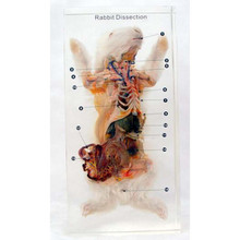 Rabbit Dissection with Keys, embedded