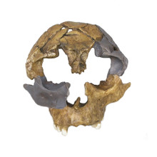 Homo antecessor