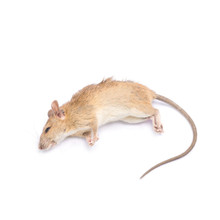 Rat, Pregnant, Double Injected, Preserved, Perfect Solution