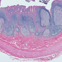 Apendix Colour Appendix Human - Southern Biological