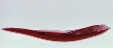 Amphioxus, immature adult, WM, Microscope slide - Southern Biological