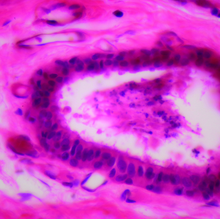 Epithelium Types Microscope Slides Set - 11 Prepared Specimens Of Major