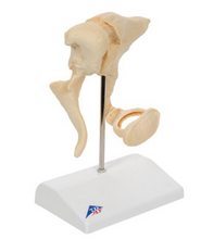 3B Scientific Human Ossicle Model (BONElike), 20-times Magnified