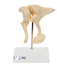 3B Scientific Human Ossicle Model (BONElike), 20-times Magnified