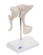 3B Scientific Human Ossicle Model, 20-times Magnified