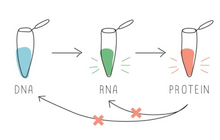 BioBits: Central Dogma