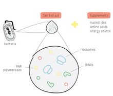 BioBits: Central Dogma