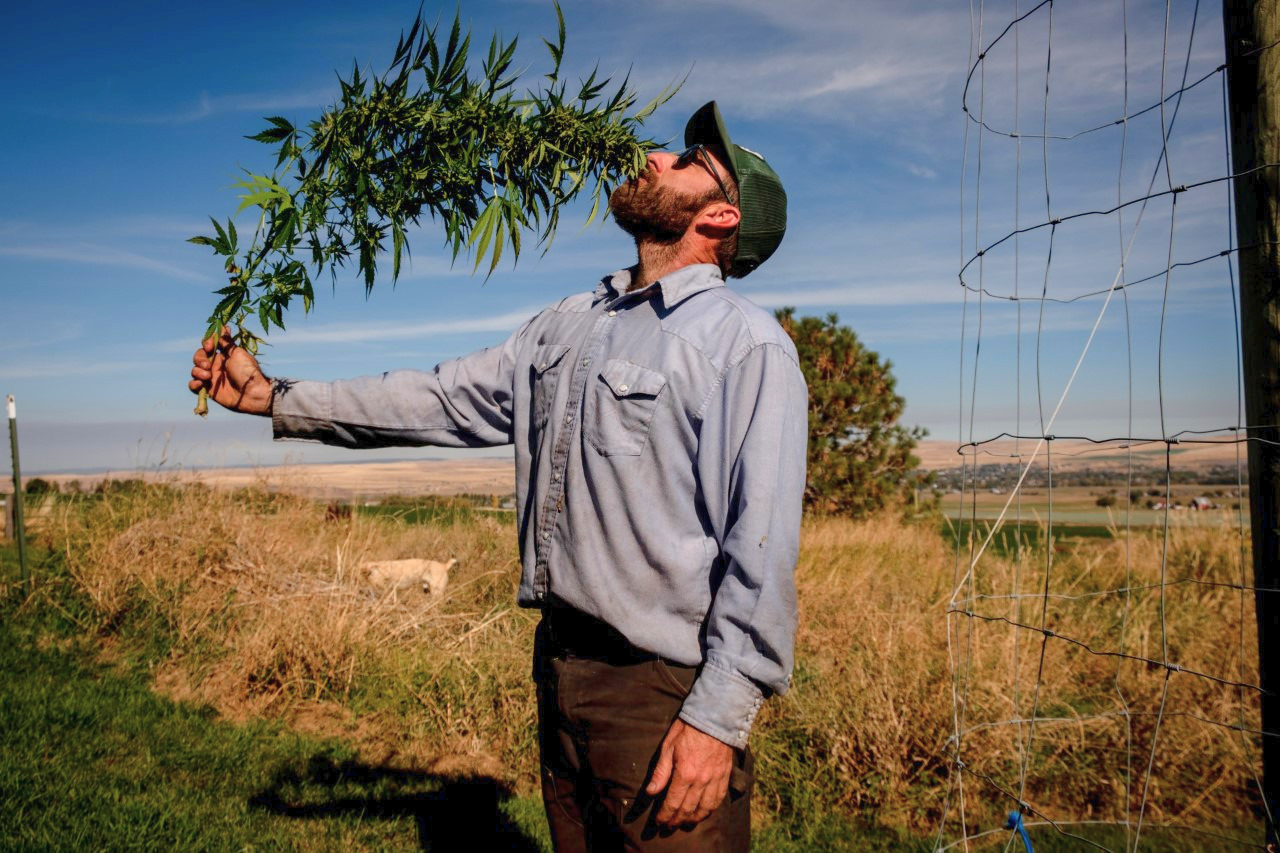 stephen-smith-hemp-field-light.png