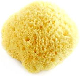 Natural Sea Sponge Honeycomb Sponge