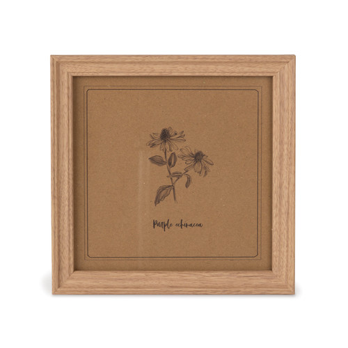 Cottage Bloom Purple Echinacea (Coneflower) Botanical Framed Art