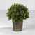 Succulent in Tall Gray Pot