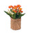 Orange Flowers in Burlap Bag
