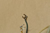 Vintage OEM Honda CB72 Nippon Denso Ignition Condenser 30250-268-004