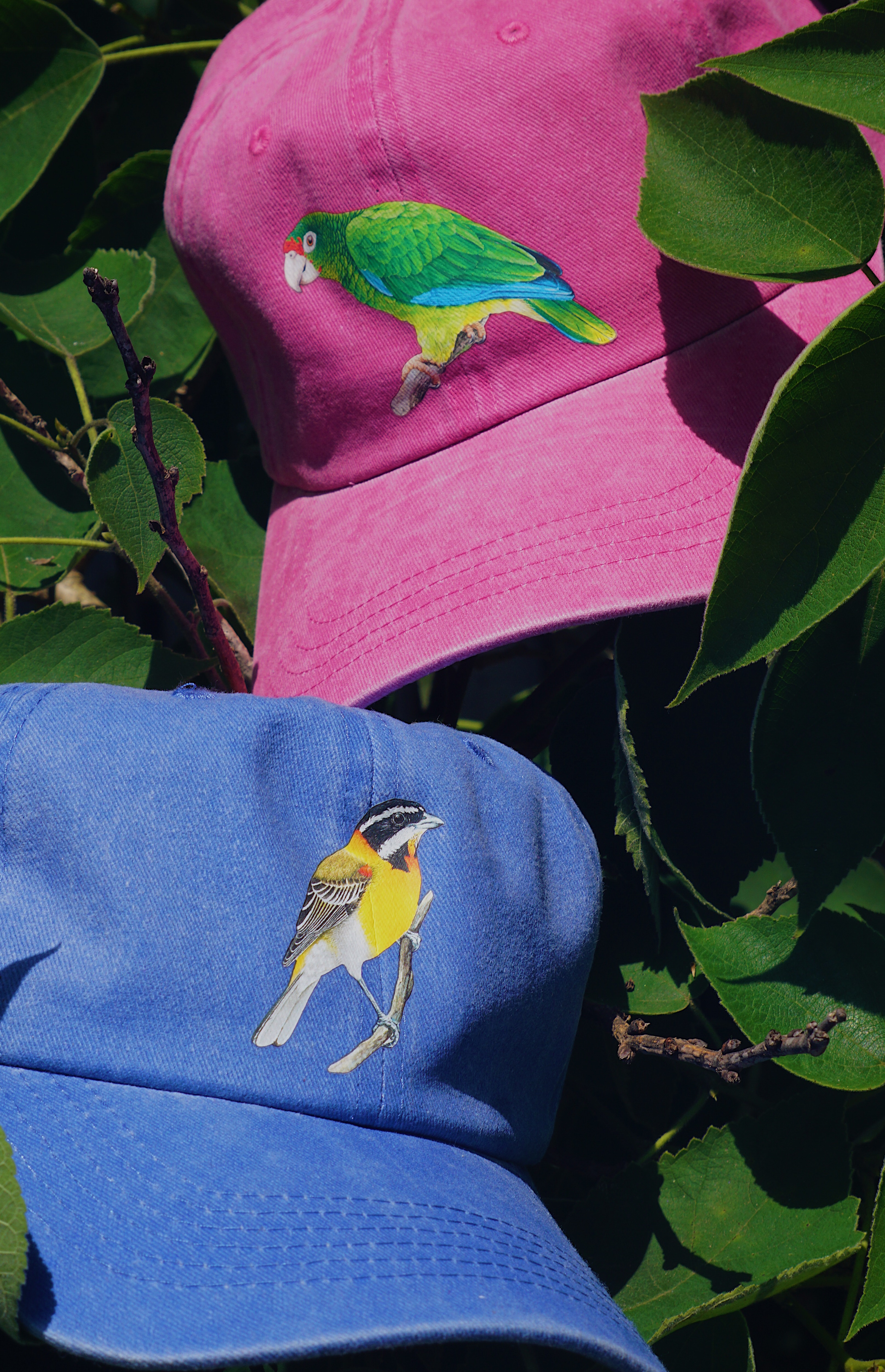 Case Study: Birds Caribbean - Custom Color Printed Dad Hats