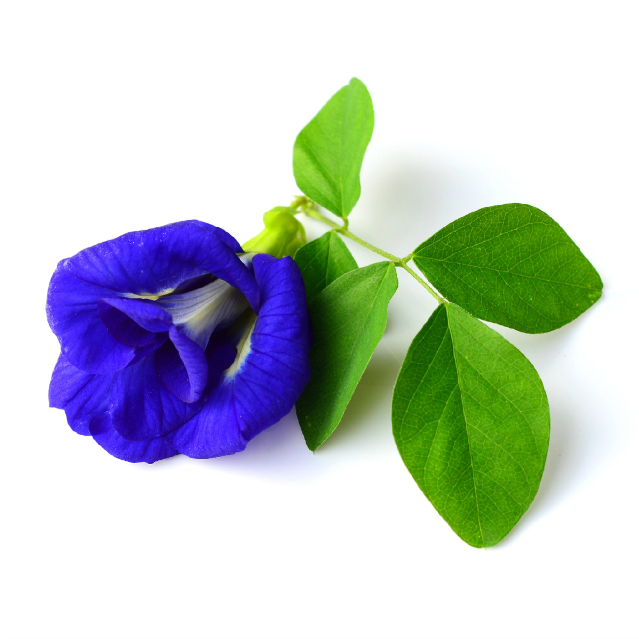 Blue Butterfly Pea Flower Bulk | Samoras Fine Foods