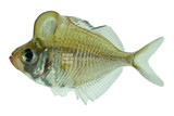 Glassfish