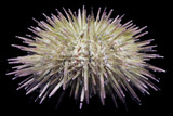 Urchins
