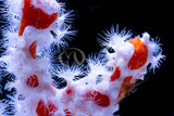 Sponges