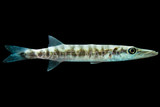 Barracudas