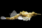Sea Moths