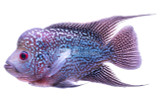 Cichlids