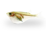 Hatchetfish