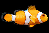Clownfish